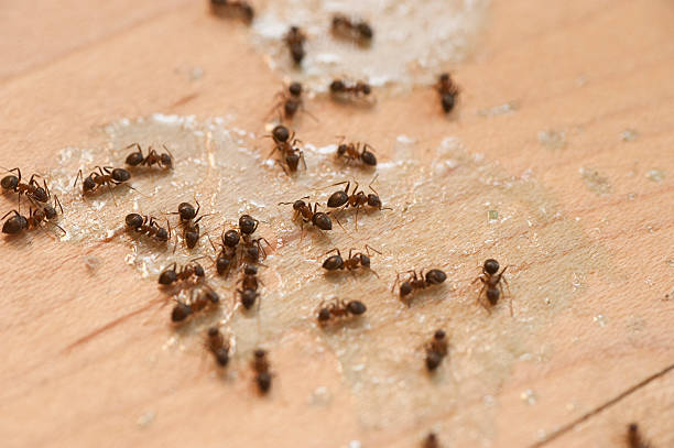 Best Wildlife Control Services  in Cashton, WI