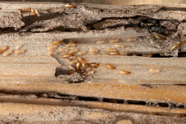 Best Insect Control  in Cashton, WI