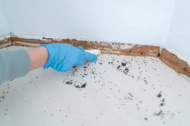 Wasp Removal Services in Cashton, WI